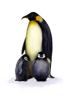 The daddy penguin