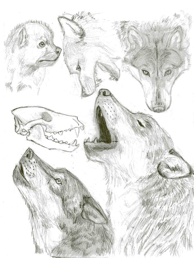 wolf sketches