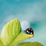 Ladybug by fruitpunch1