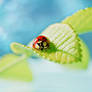 ..Ladybug..