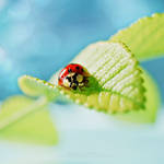 ..Ladybug.. by fruitpunch1