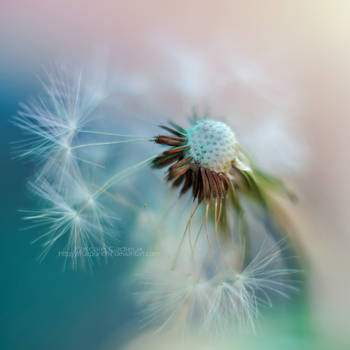Dandelion by fruitpunch1