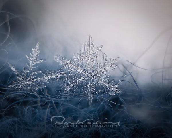 .Snowflake. by fruitpunch1