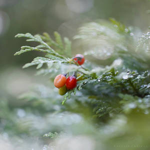 Autumn berries.