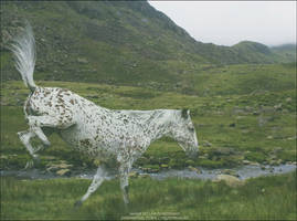 Bucking Appaloosa