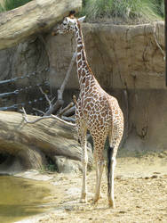 Giraffe 7