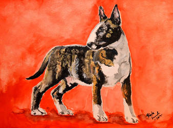 bullterrier