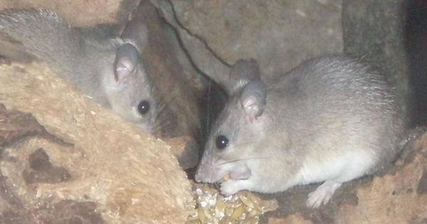 Scheming Mouse Scheeming mice by yuki-senshi on DeviantArt