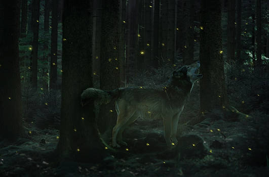 Dance of the Fireflies