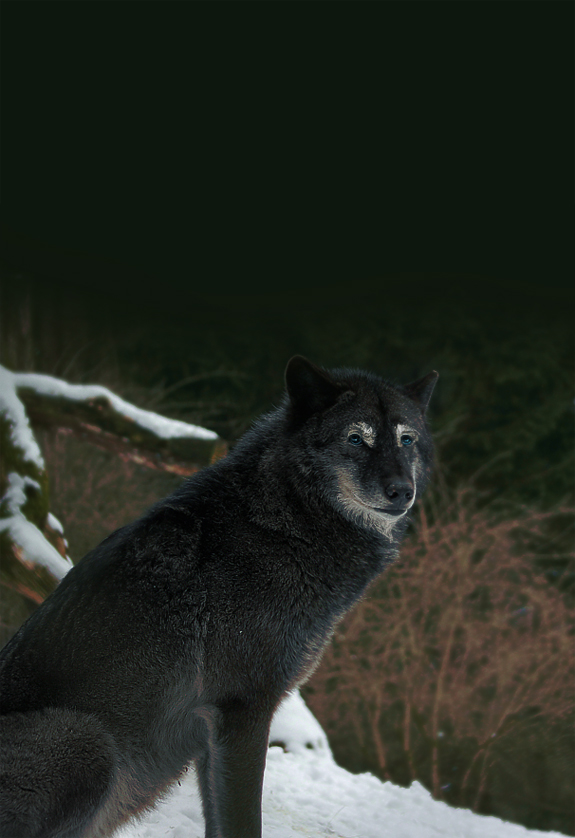 Bearded Wolf