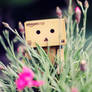 Danbo III