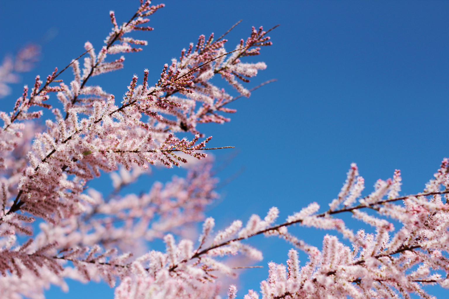 Spring Sky