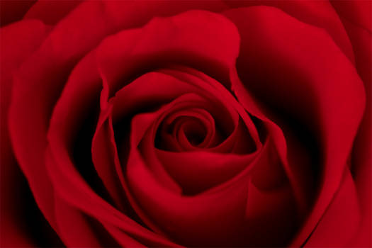 la rose rouge