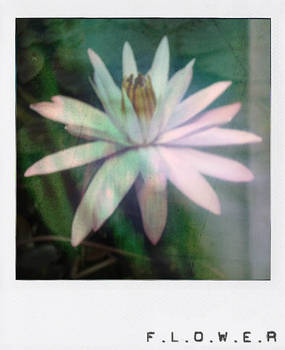 Flower  ::polaroid series::