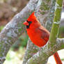 Cardinal Red