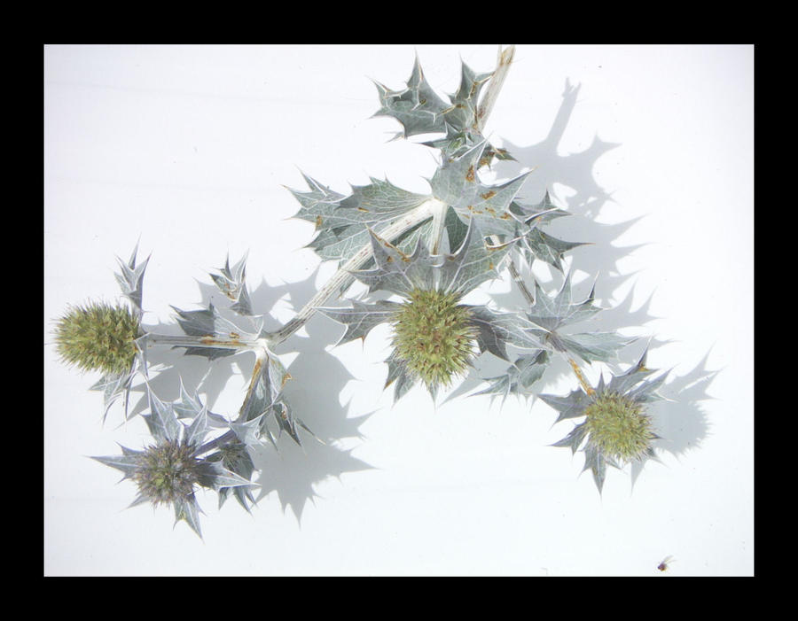 dry distel by MultiCultureFruit on DeviantArt
