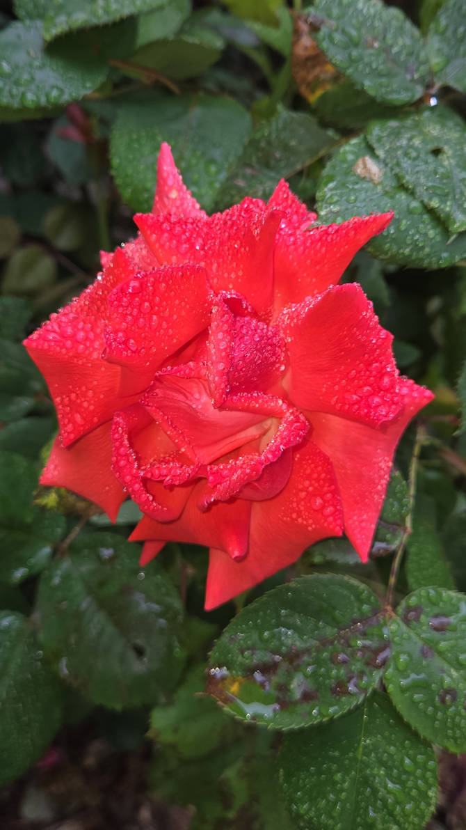 Dew on a rose by supermonkey2121 on DeviantArt