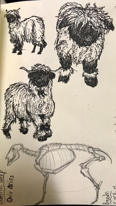Simple Sheep Reference Sheep references by ThisGuyDraws on DeviantArt