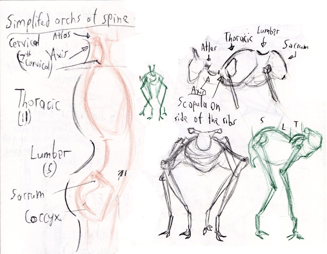 Spine Tutorial Assets Simplifed structure of the spine by ThisGuyDraws on DeviantArt