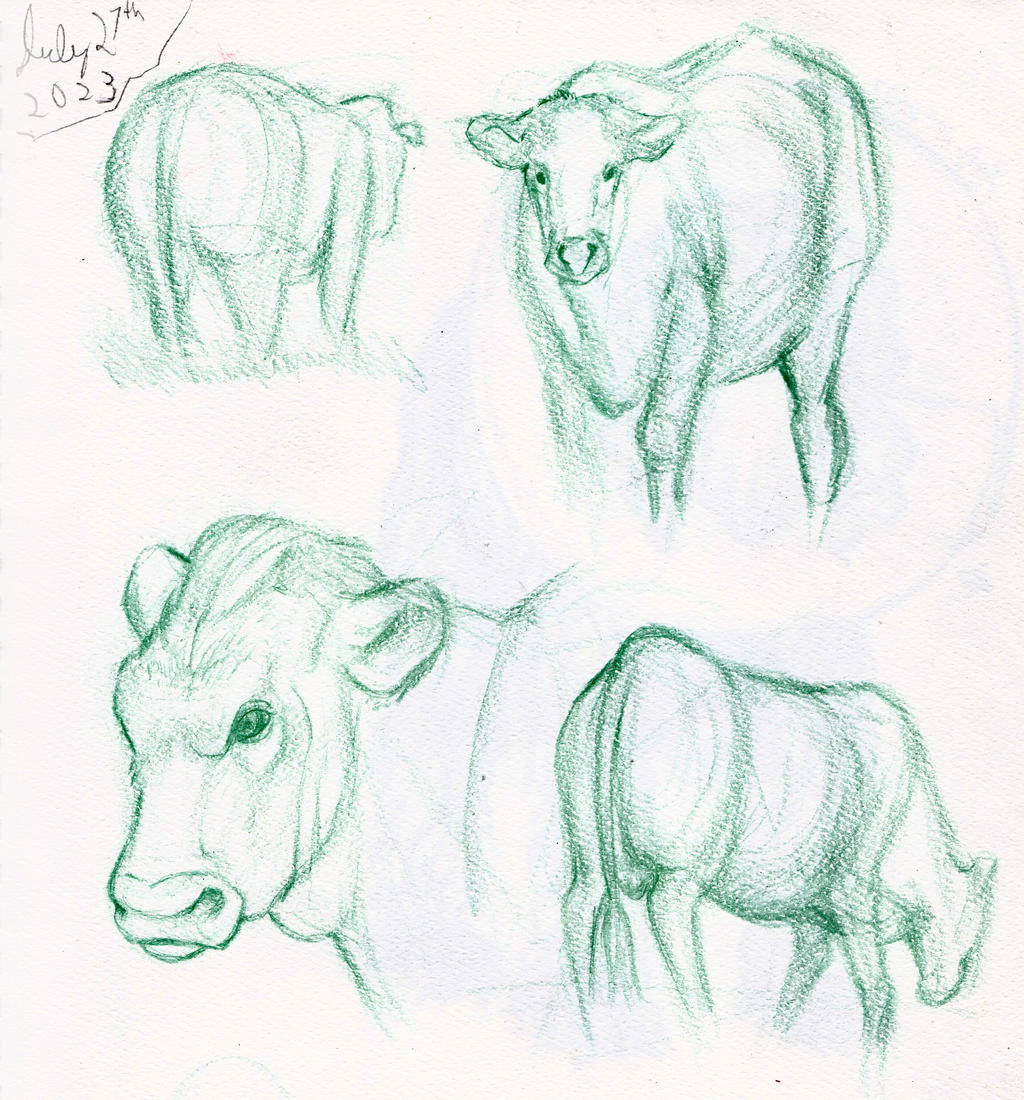 Cow Reverse Drawing Cow studies by ThisGuyDraws on DeviantArt