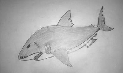 Shark