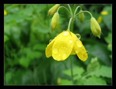 Yellow flower with droplets