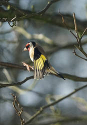 goldfinch