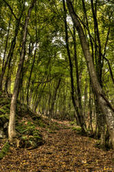 Looking up into the forest