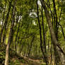 Looking up into the forest