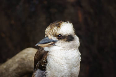 Kookaburra Tasmania