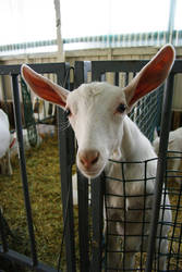 Hobart Show goat