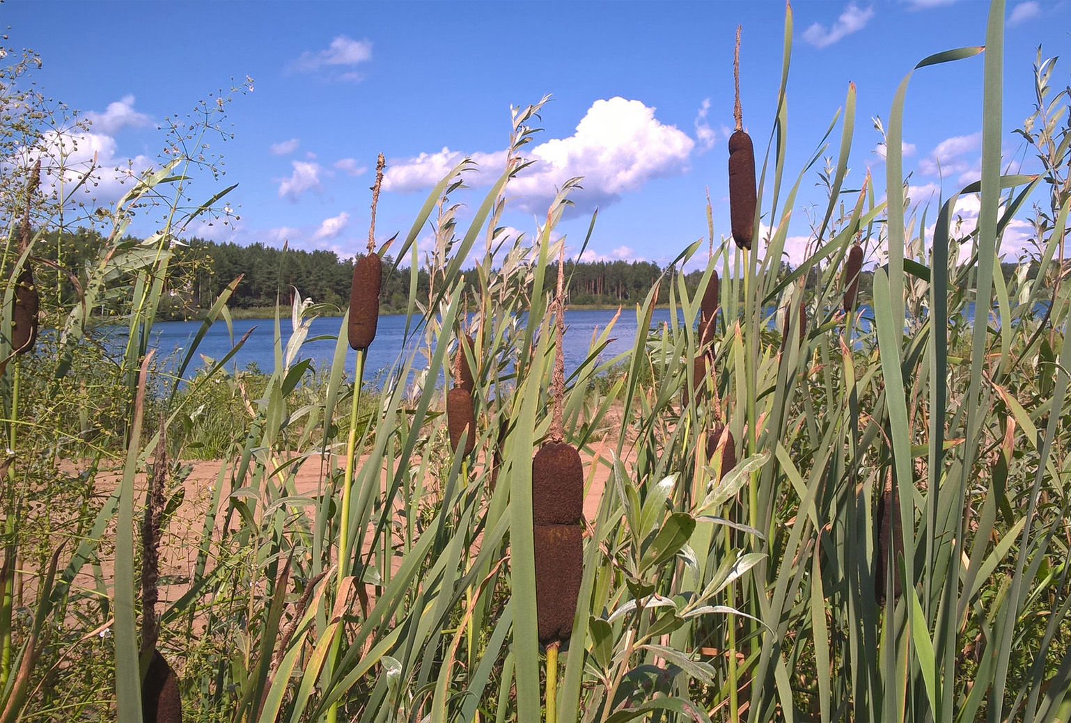 Bulrush by flavionbuilder on DeviantArt