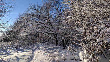 Frosty day in the forest