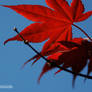 Japanese Maple