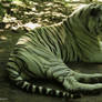 White Tiger