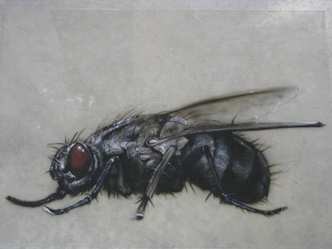 the fly