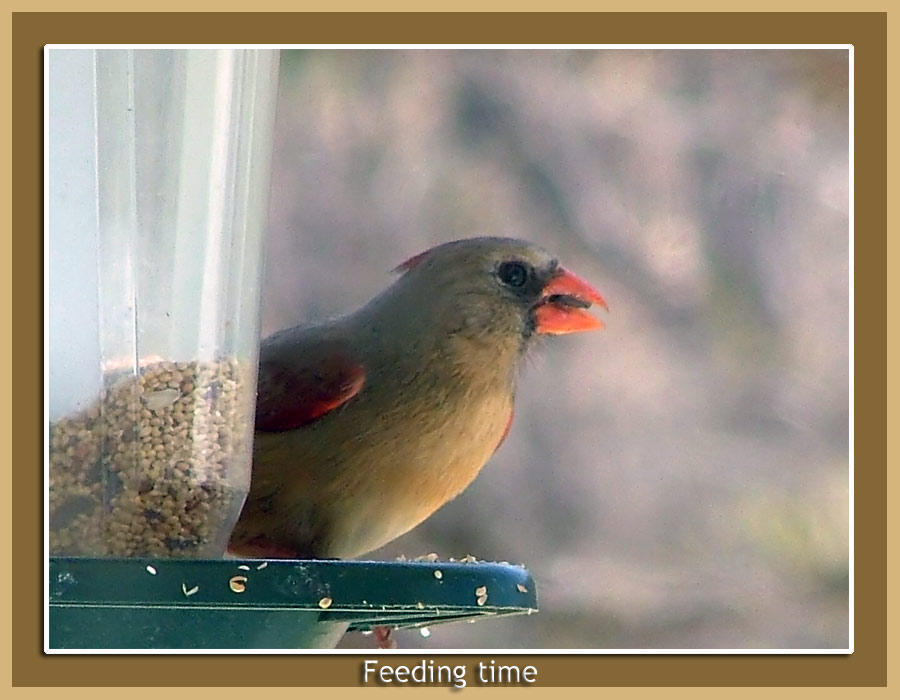 Feeding time2 by photodad on DeviantArt