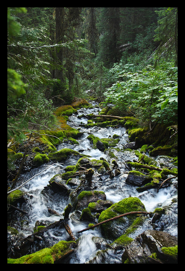 Mossy Stream