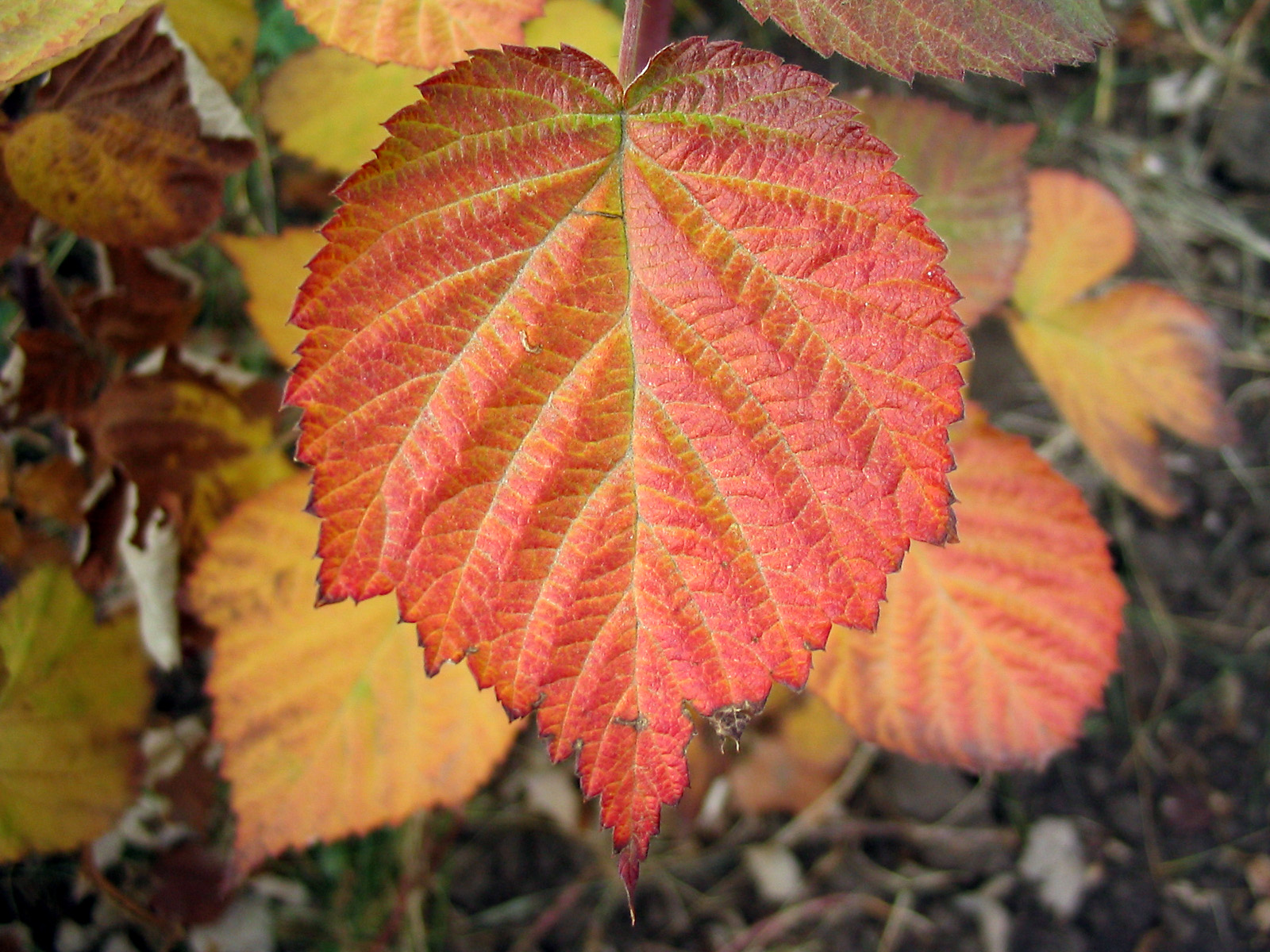 Raspberry Leaf