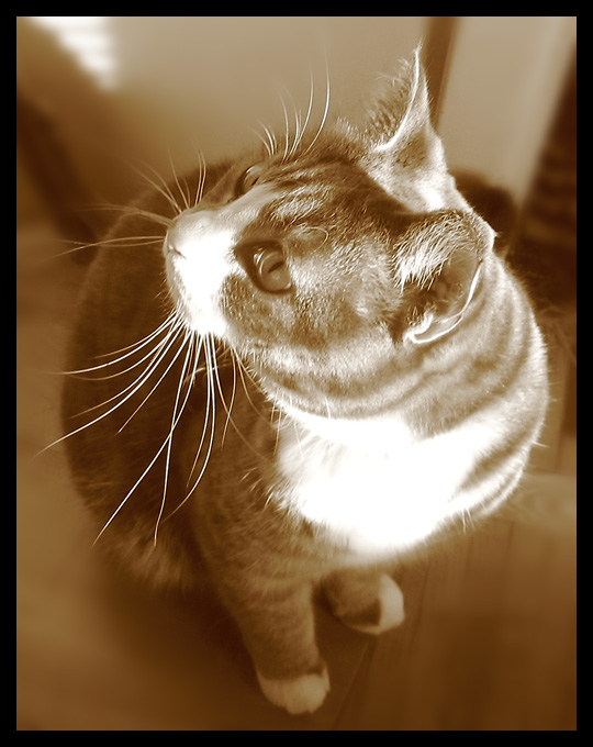 Sepia Cat