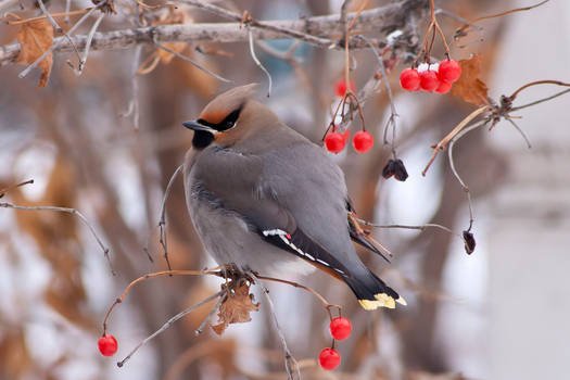 Bohemian Waxwing