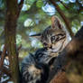 Kitten on the tree