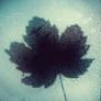 Tears of Autumn