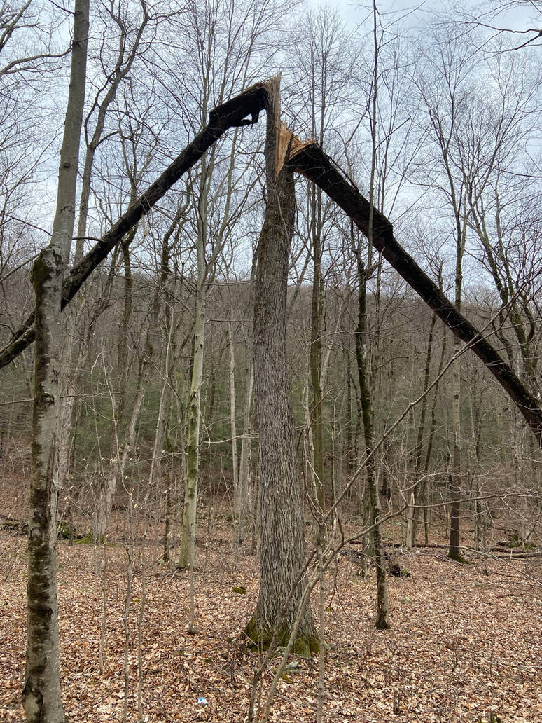 Split Tree by JRR5790 on DeviantArt