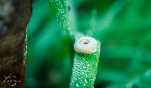 Dewy Shell