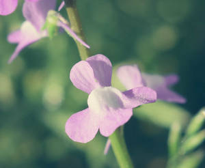 Pastel Flower