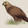 Eagle