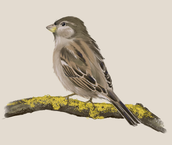 Sparrow