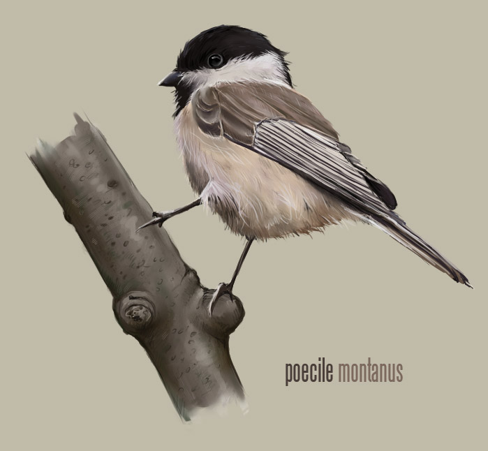 Willow Tit