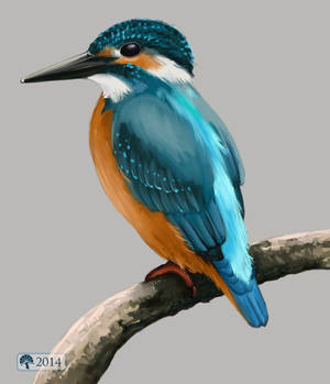 Common kingfisher